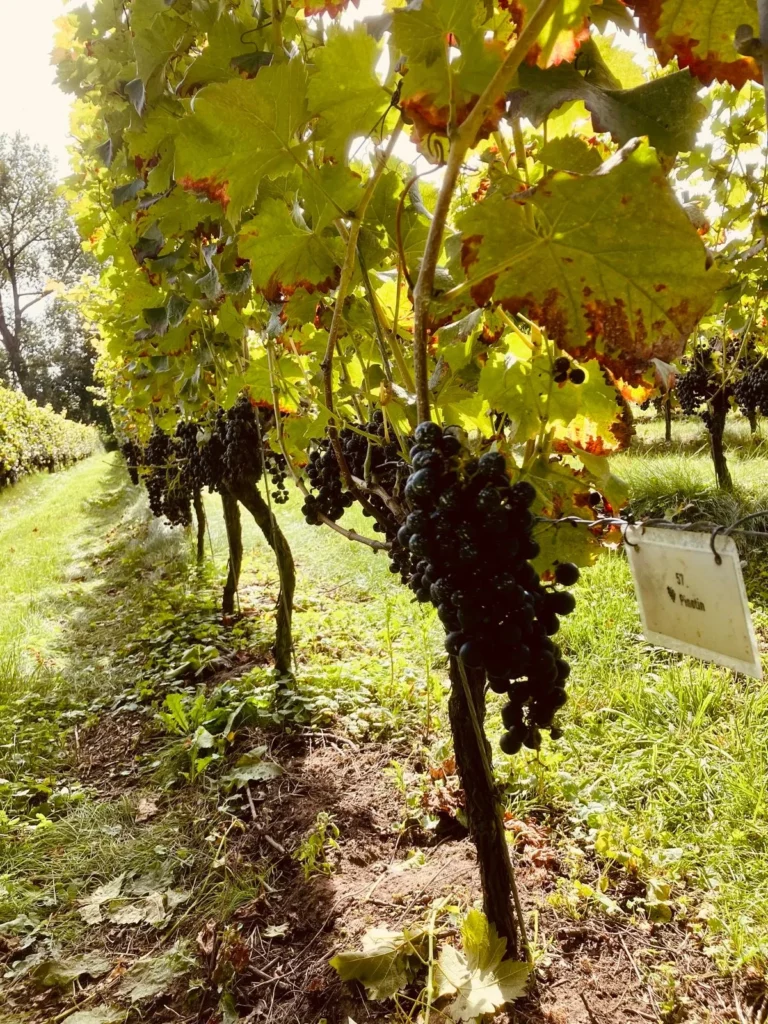 multi — Gravel & Grapes – Rob Janssen — photo 9