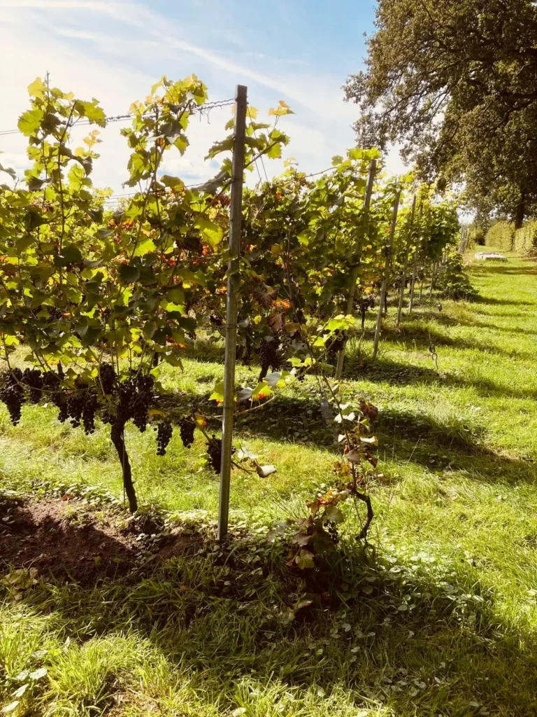 multi — Gravel & Grapes – Rob Janssen — photo 12