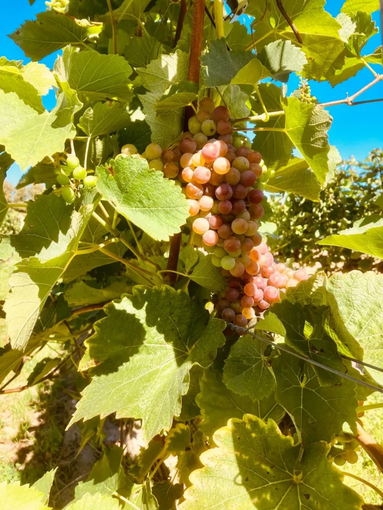 multi — Gravel & Grapes – Rob Janssen — photo 28