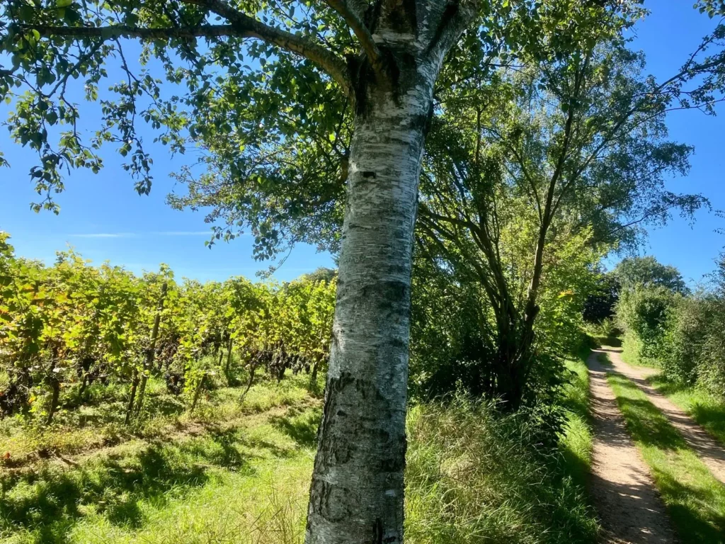 multi — Gravel & Grapes – Rob Janssen — photo 33