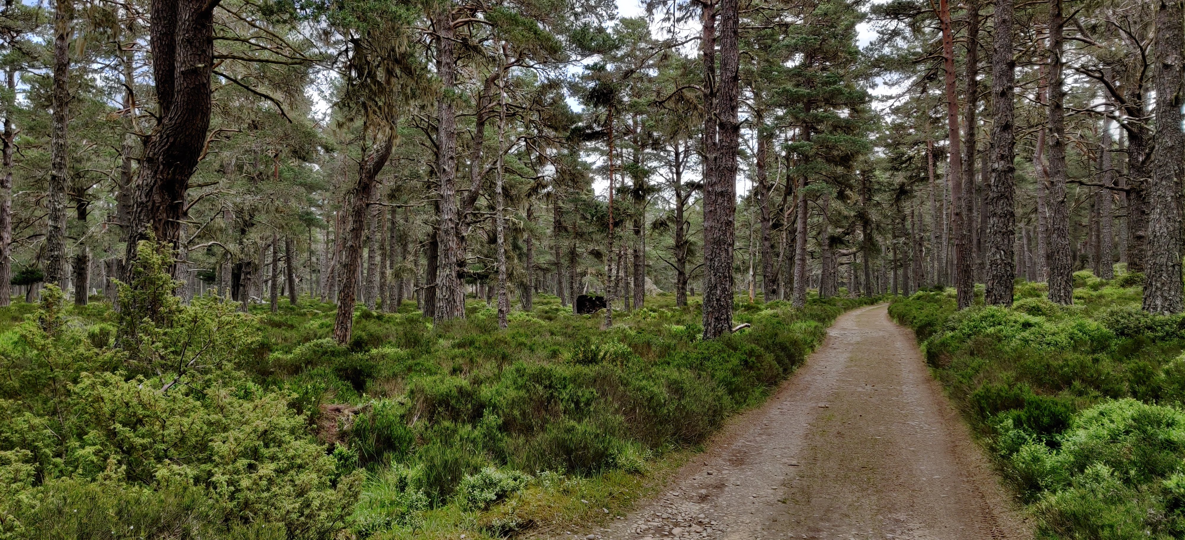 Cairngorms Loop — photo 7