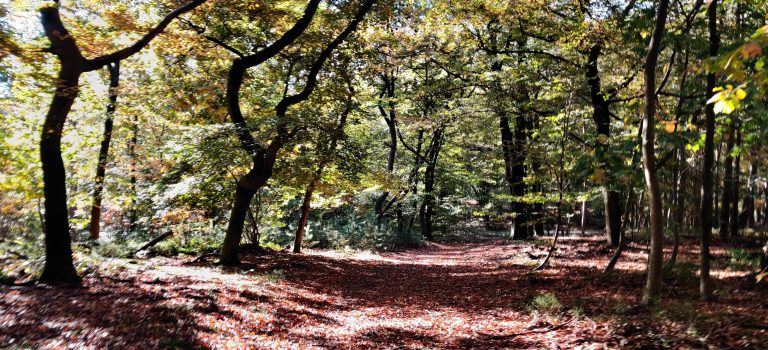 multi — TrueGrit Komoot Grally Veluwe — photo 4