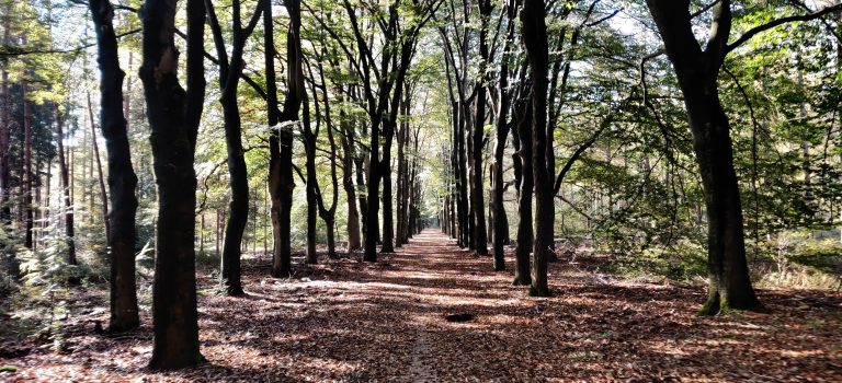 multi — TrueGrit Komoot Grally Veluwe — photo 5