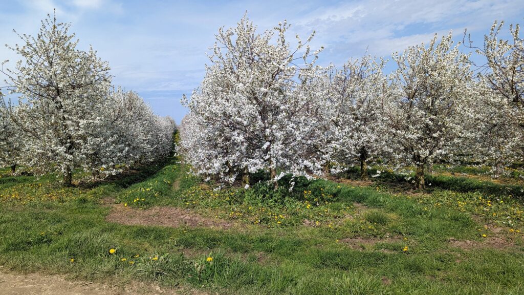 south limburg — Bloesem Gravel Z-Limburg — photo 1
