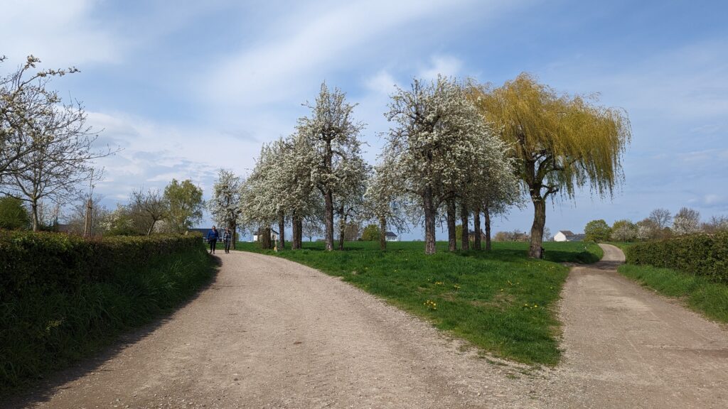 south limburg — Bloesem Gravel Z-Limburg — photo 3