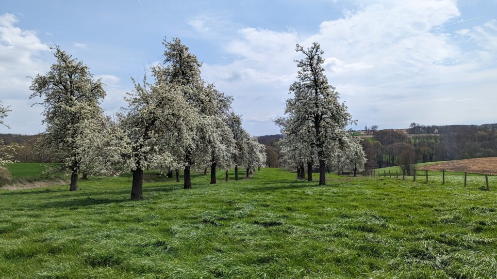 south limburg — Bloesem Gravel Z-Limburg — photo 10